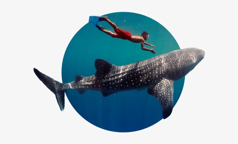 Impactantes De Tiburon Ballena, transparent png download