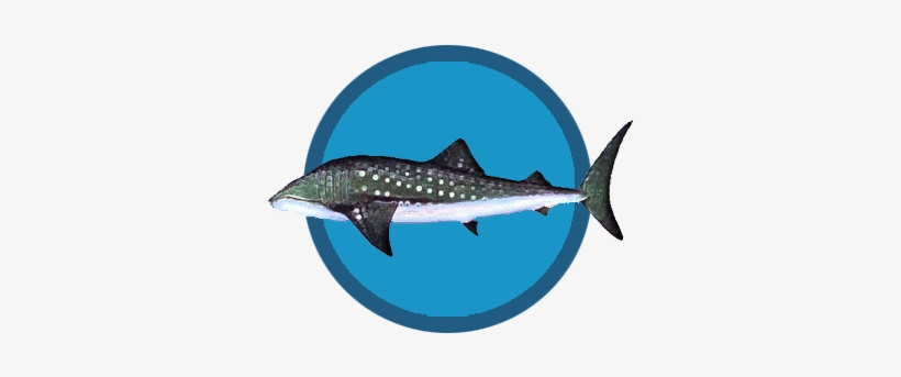 Image Border - Whale Shark, transparent png download