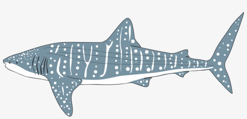Icon Whaleshark - Whale Shark, transparent png download