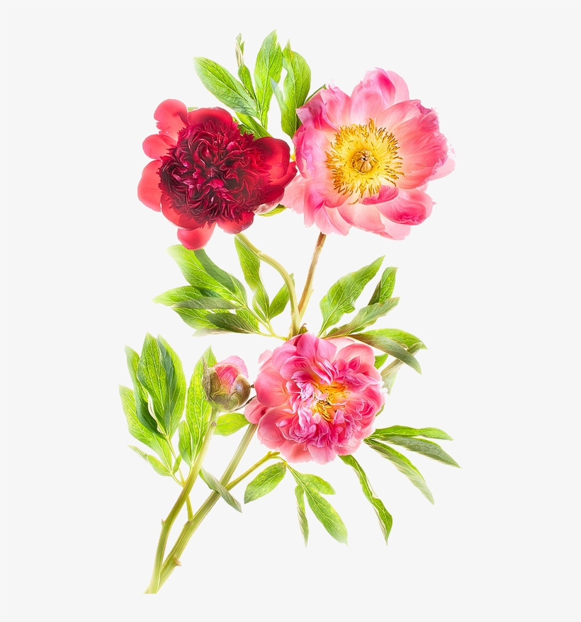 Pin By Leticia Vervloet On A - Harold Davis, transparent png download