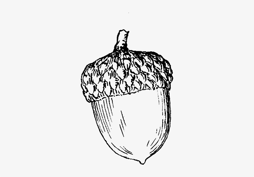 Png Free Stock Acorn Cliparts Co Body Art Pinterest - Drawing Of An Acorn, transparent png download