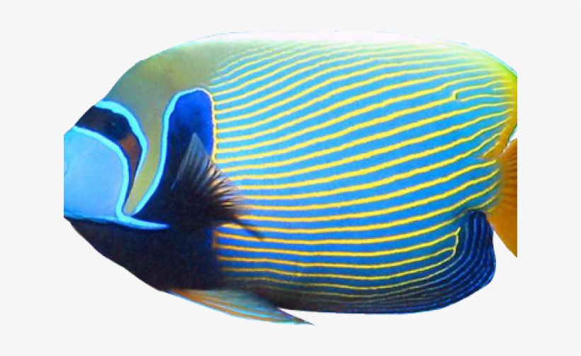 Tropical Fish Clipart Butterfly Fish - Aquarium, transparent png download