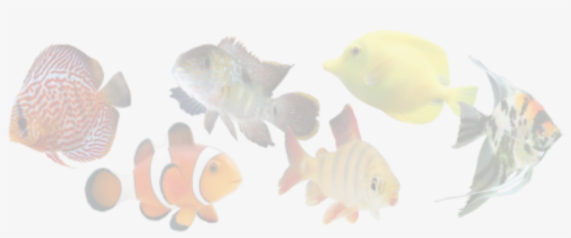 Like Us - King British Discus Granules 100 Gr, transparent png download