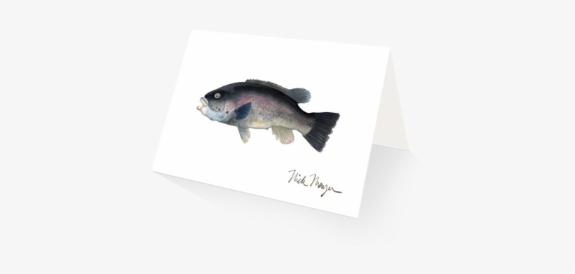Tautog - Nick Mayer Lincoln Westlake, transparent png download