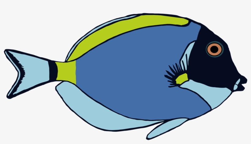 And Then Colored It In - Blue Tang Fish Clipart, transparent png download