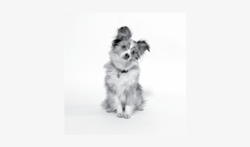 Coco - Portable Network Graphics, transparent png download