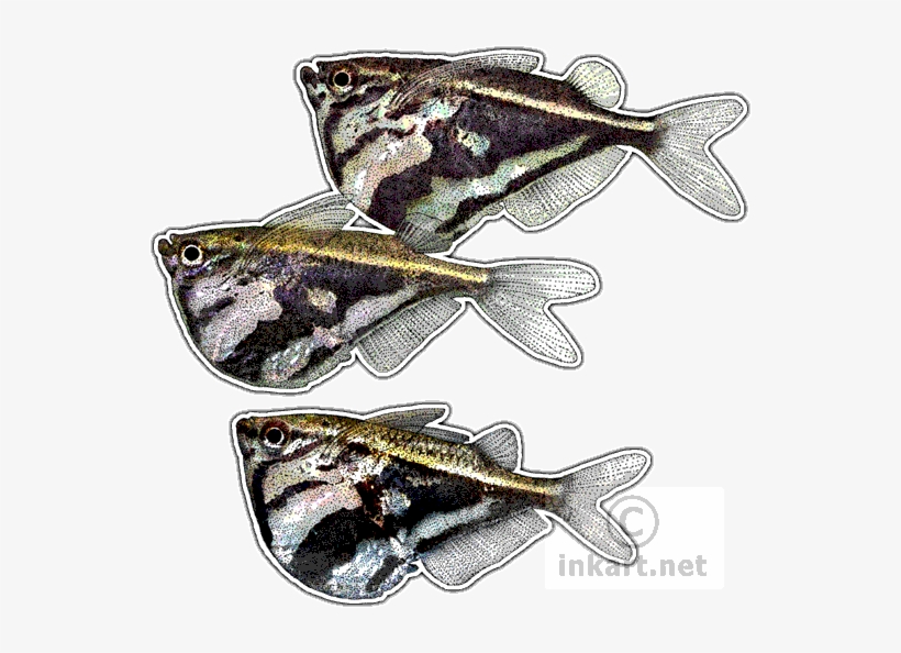Marbled Hatchetfish Decal - Marbled Hatchetfish Png, transparent png download