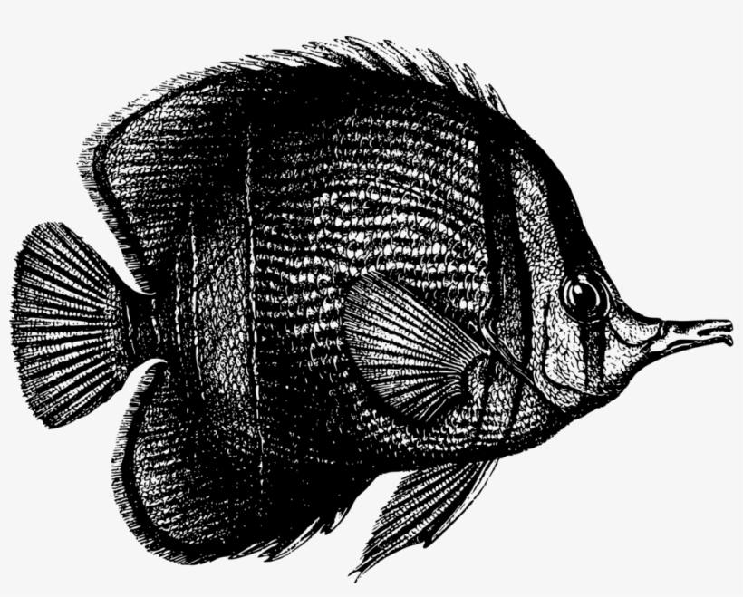 Tropical Fish Coral Reef Fish Deep Sea Fish Marine - Fish, transparent png download