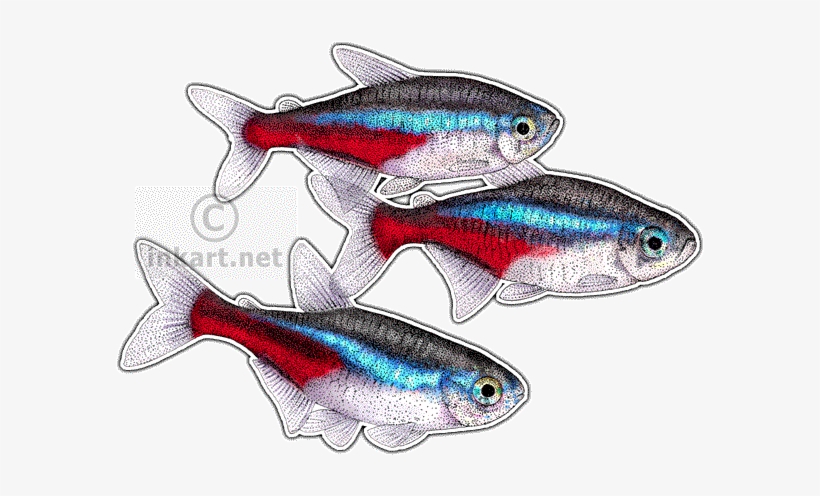 Neon Tetras Decal - Neon Tetras Mug, transparent png download