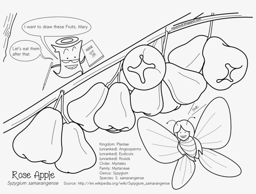 Rose Apple 1 - Line Art, transparent png download