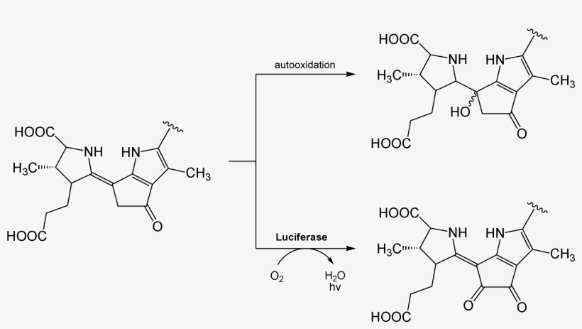 Luciferin Dinoflagellate Reaction - Luciferin Reaction, transparent png download