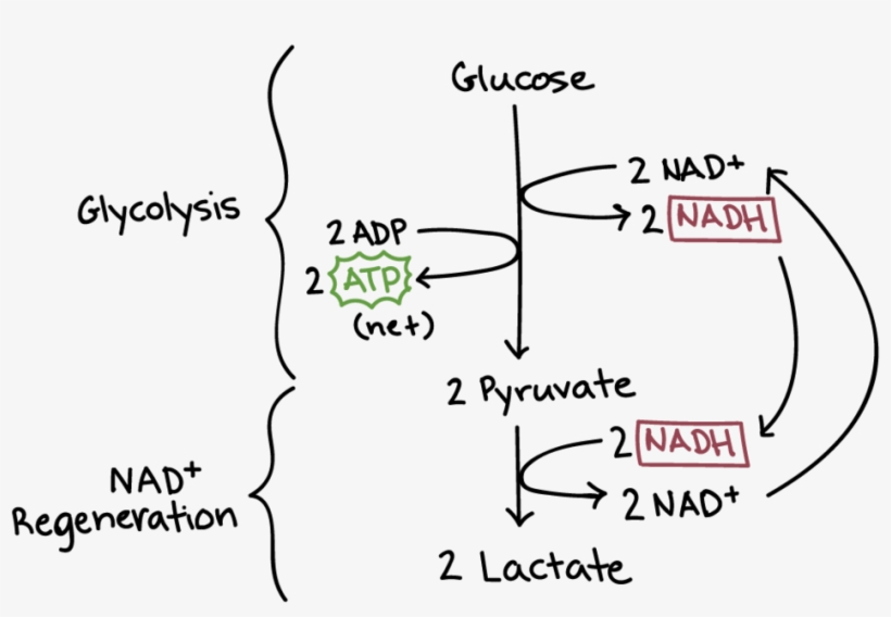 Fermentation Reaction - Anaerobic Respiration, transparent png download