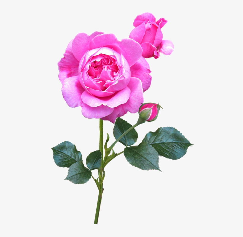 Rose, Pink, Stem, Autumn, Bloom - Stock.xchng, transparent png download