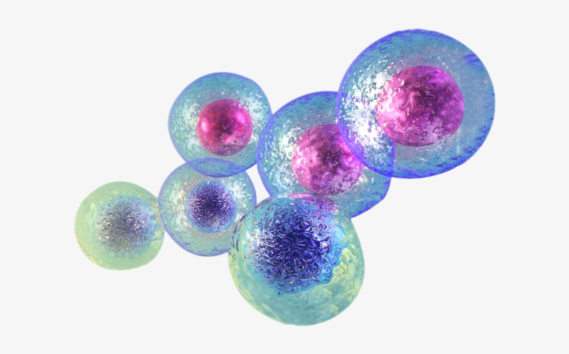 Top 20 Frequently Asked Questions And Research - Stem Cells Transparent, transparent png download