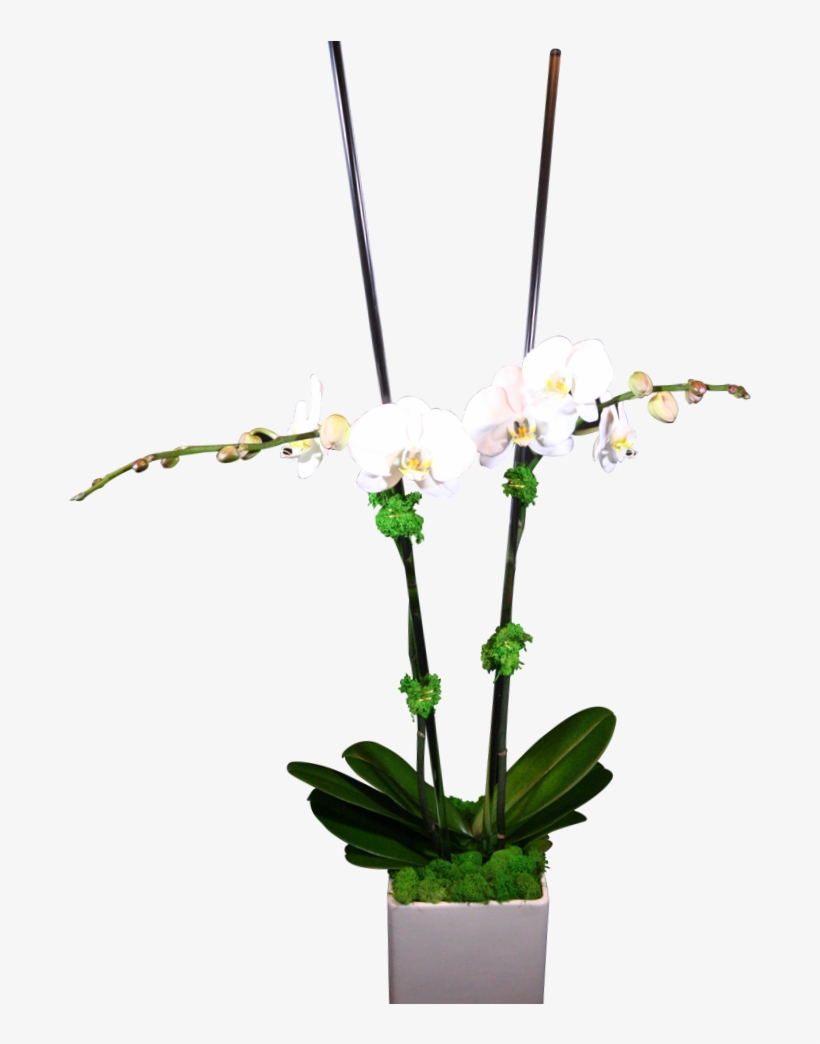 Double-stem Phaelanopsis Orchid - Orchids, transparent png download