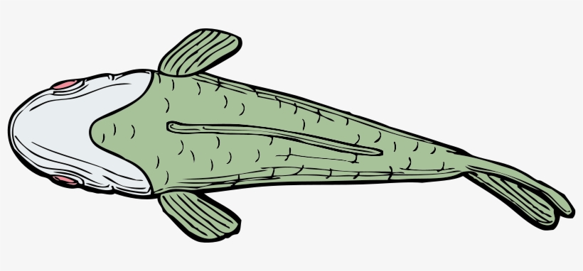 Watching Clippings On The Top Of The Fish - Fish From Top Shower Curtain, transparent png download