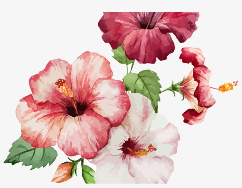 Hibiscus Flowers Drawing At Getdrawingscom Free For - Hibiscus Painting, transparent png download