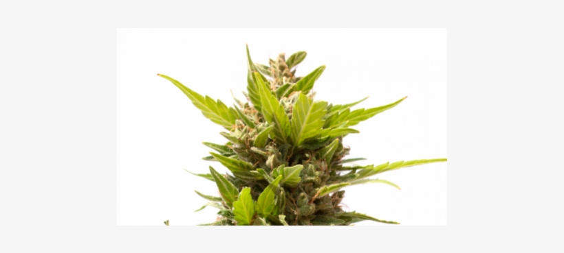 Semillas De Marihuana Northem Light Sky Auto De Sputnik - Bud, transparent png download