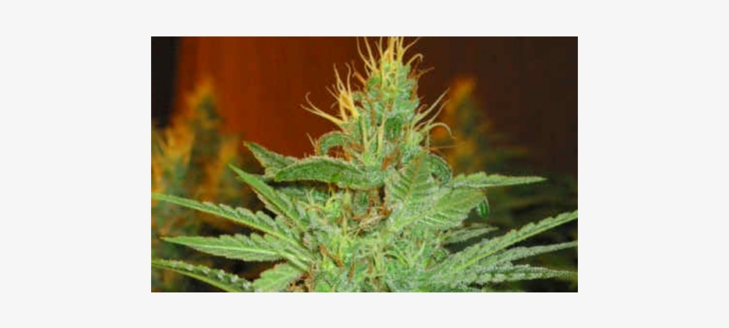 Semillas De Marihuana Ak Mir Feminizada De Sputnik - Sputnik, transparent png download