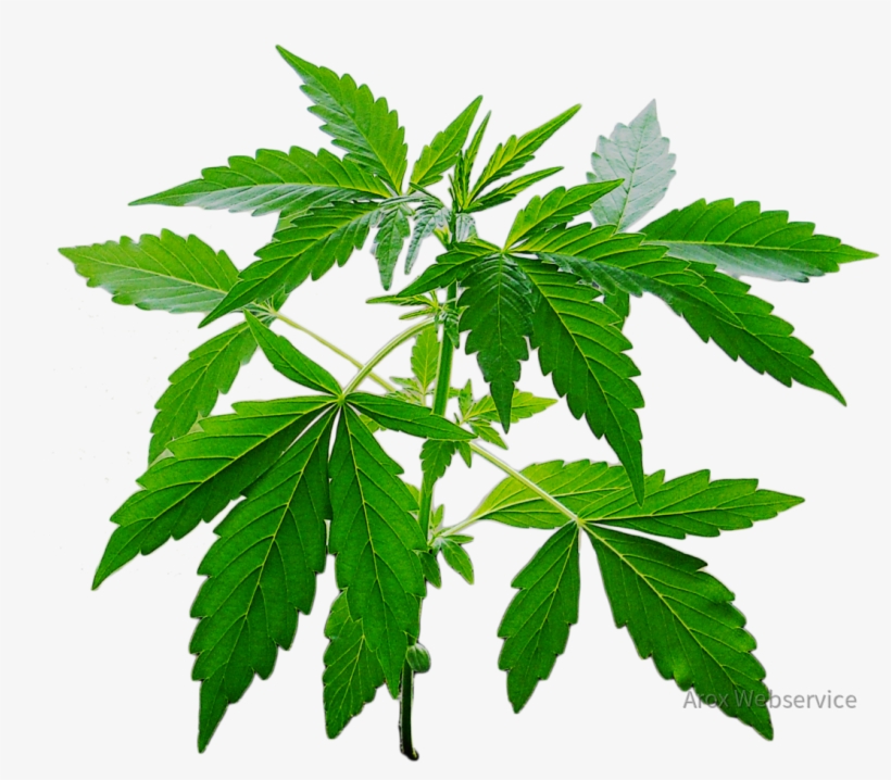 Cannabis Pflanze - Cosirex - Hemp, transparent png download