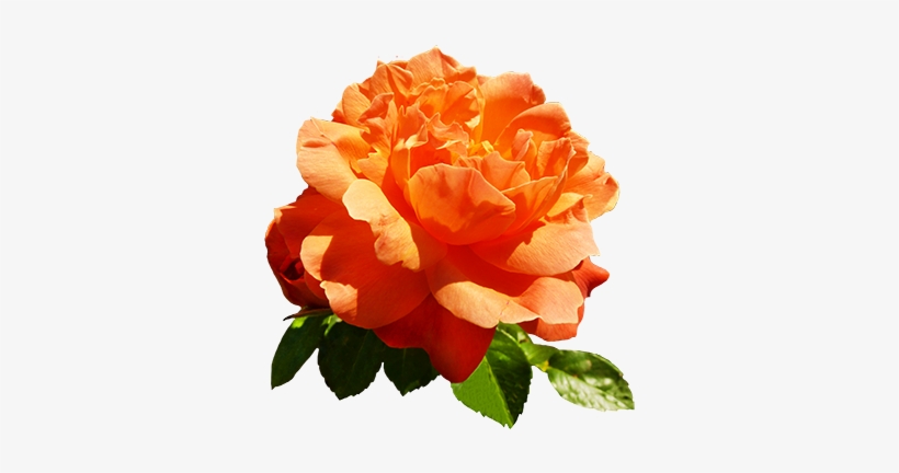 Orange Rose For Valentine's Day - Orange Rose Clip Art, transparent png download