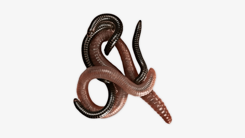 Animals - Worms - Worms Png, transparent png download