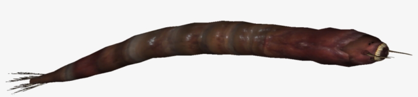 Mongolian Death Worm - Caterpillar, transparent png download