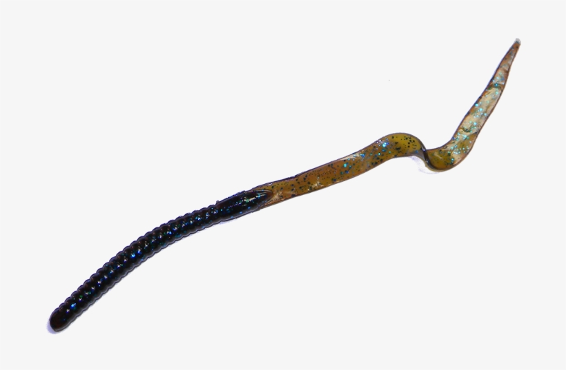 Dc Henry Worm Quality - Marine Worms Transparent, transparent png download