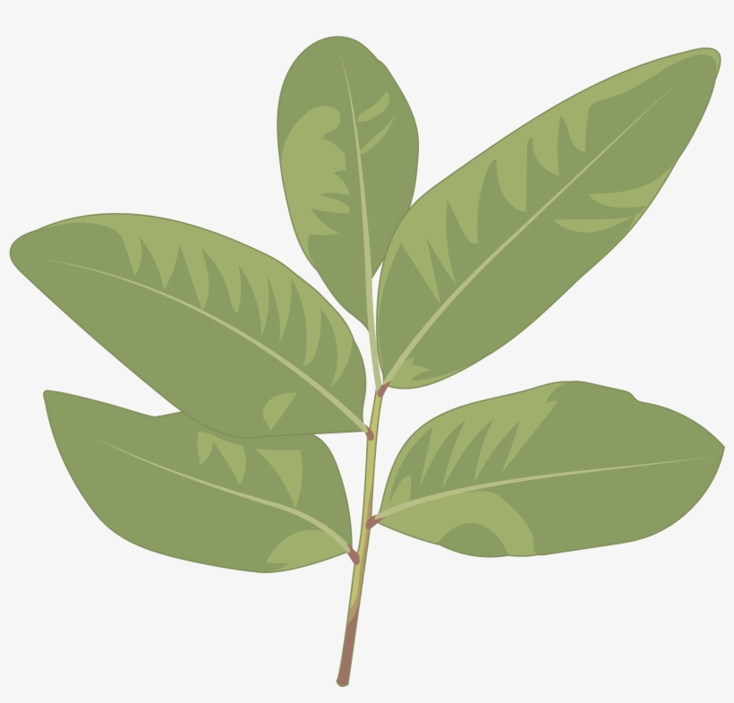 Almácigo - Sweet Birch, transparent png download