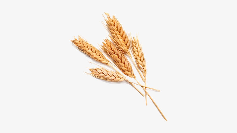 Grain Transparent Images Png - Wheat Png, transparent png download