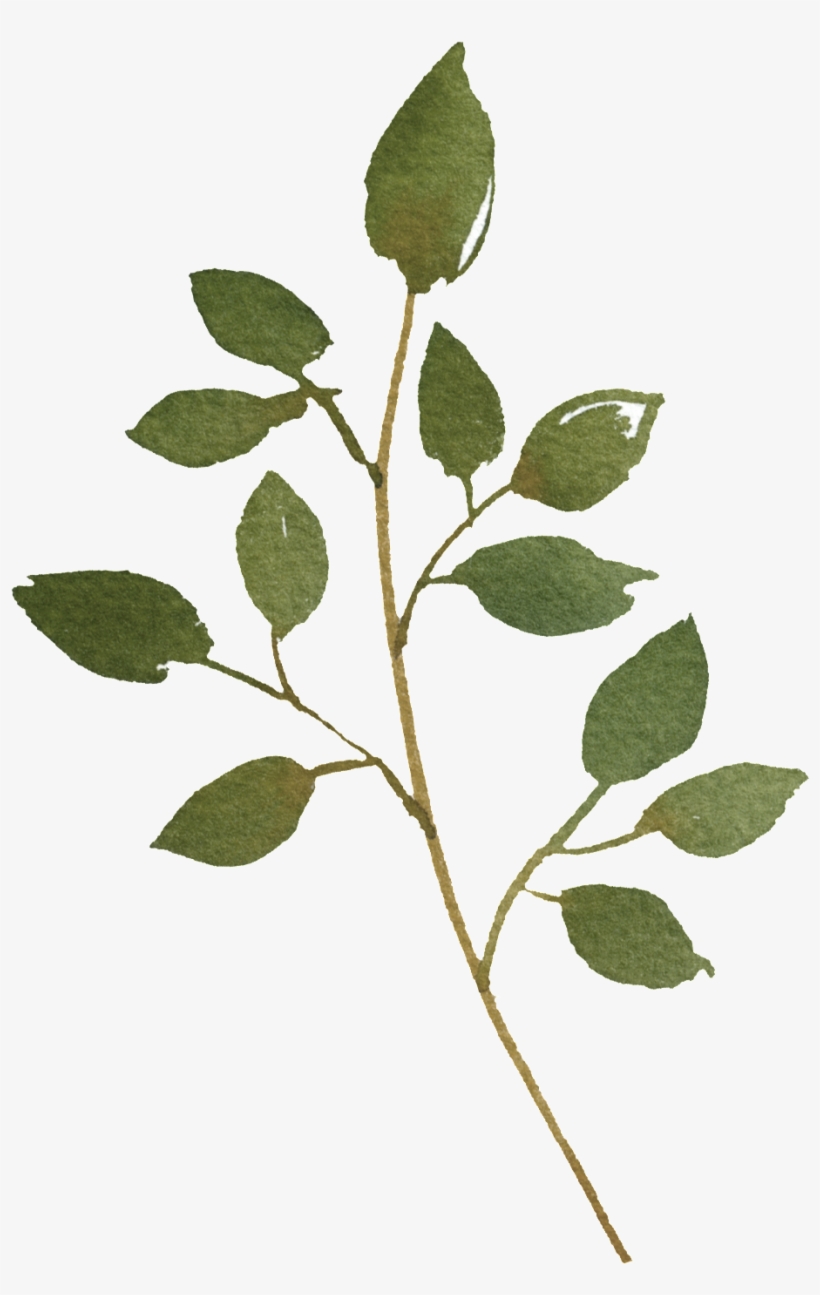 Pintado A Mano Una Hoja Png Transparente - Portable Network Graphics, transparent png download