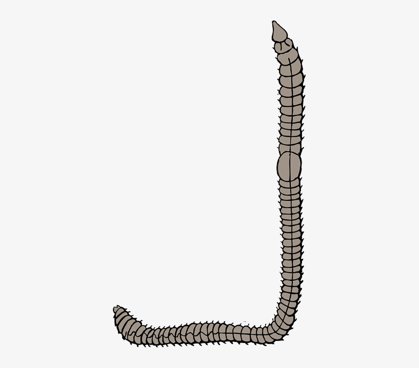 How To Set Use Earth Worm Svg Vector, transparent png download