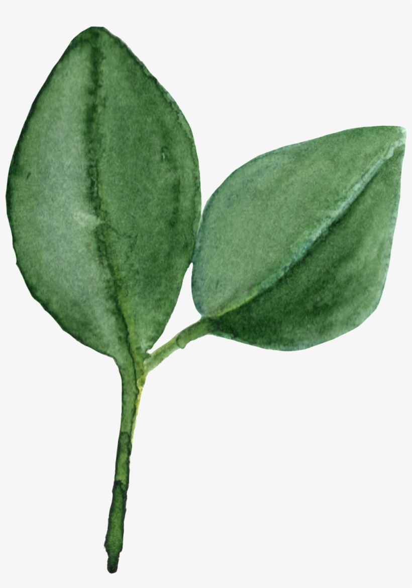 Cartoon Verde Pintada A Mano Hoja Png Transparente - Leaf, transparent png download