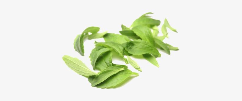 Hoja Seca Sin Fondo - Stevia Leaf, transparent png download