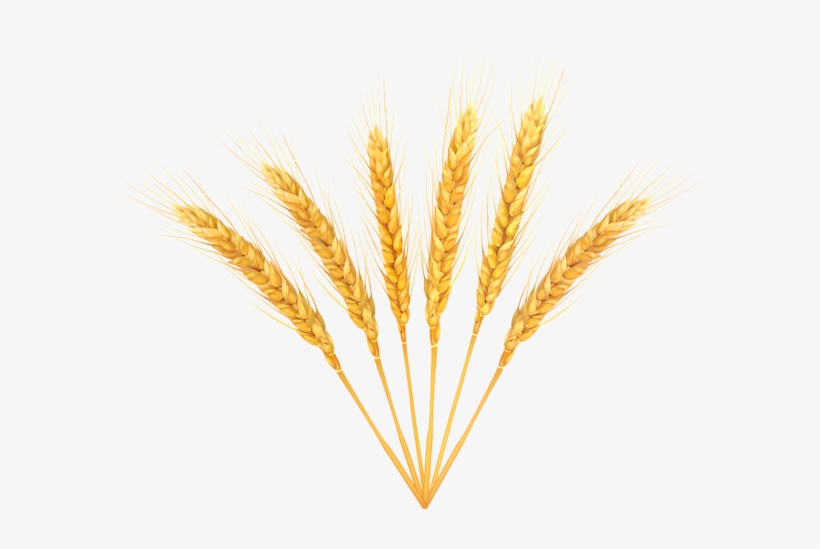 Clip Art Black And White Stock Collection Of Free Grained - Wheat Transparent Background, transparent png download