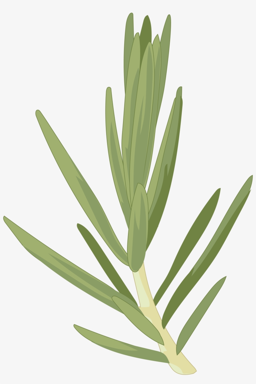 Cedro Canario - Hoja Cedro Del Canario, transparent png download
