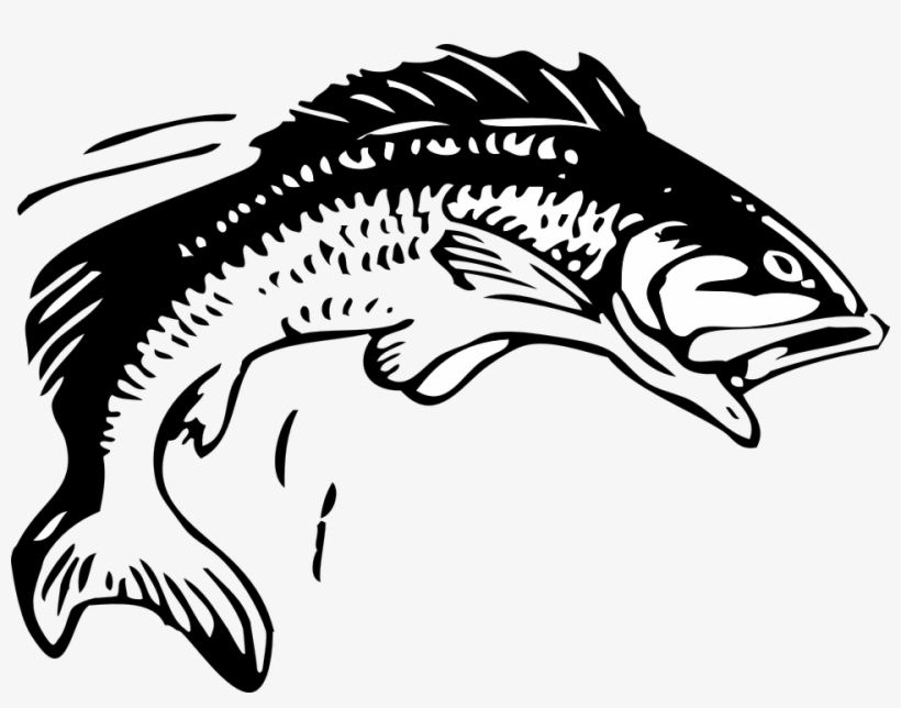 Fish Graphic Image Group Clip Freeuse - Group 11 Rugby League, transparent png download