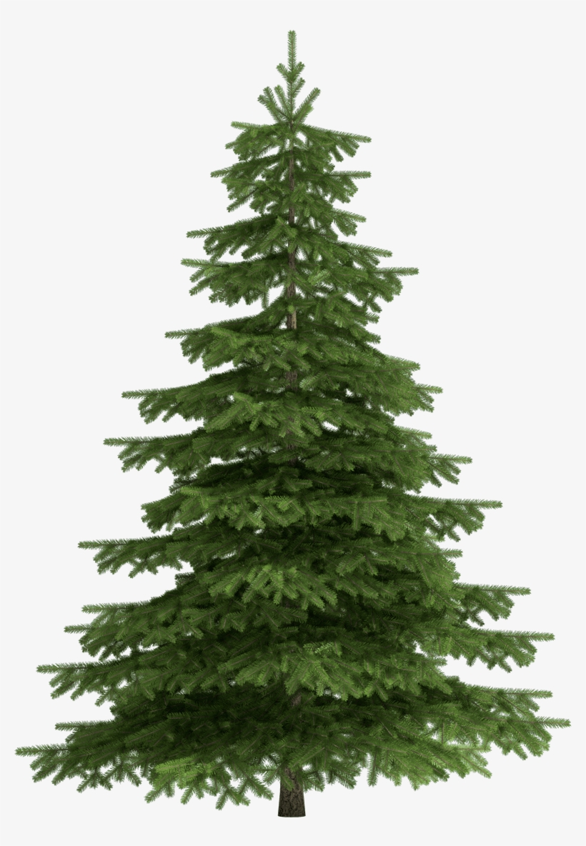 Christmas Trees - Spruce Trees Clip Art, transparent png download