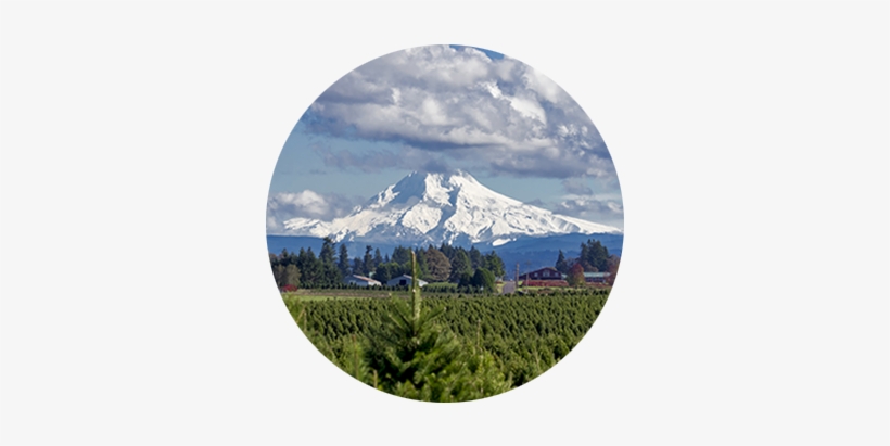 Hundreds Of Trees Fill The Field At A Christmas Tree - Tree, transparent png download