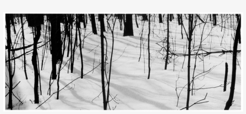 Trees In The Snow, Web - Portable Network Graphics, transparent png download