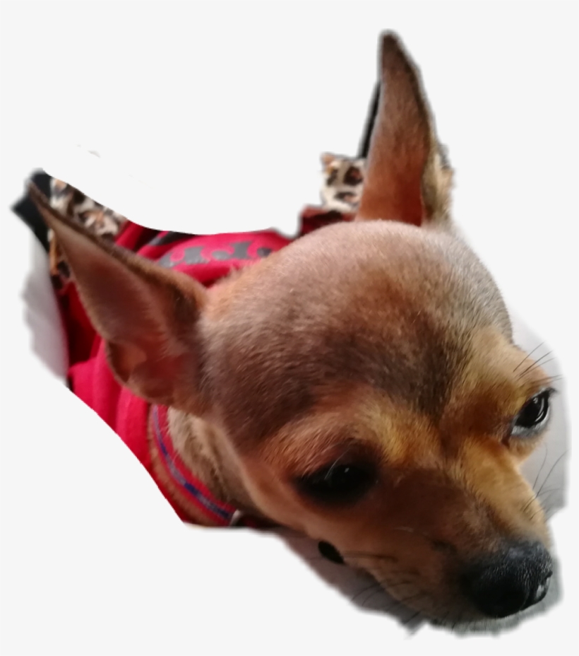Chihuahua, transparent png download