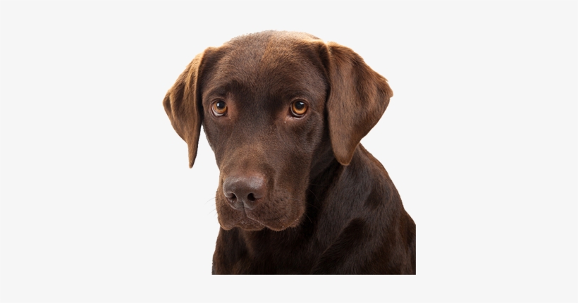 Microchipping Faqs In Portland - Cedar Mill Veterinary Hospital, transparent png download