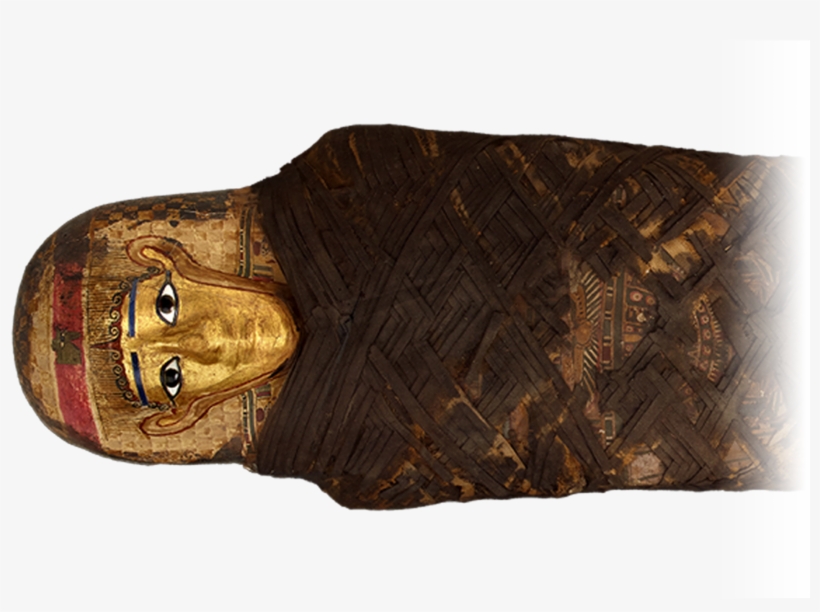 No Alt Exists For This Image - Field Museum Of Natural History, transparent png download