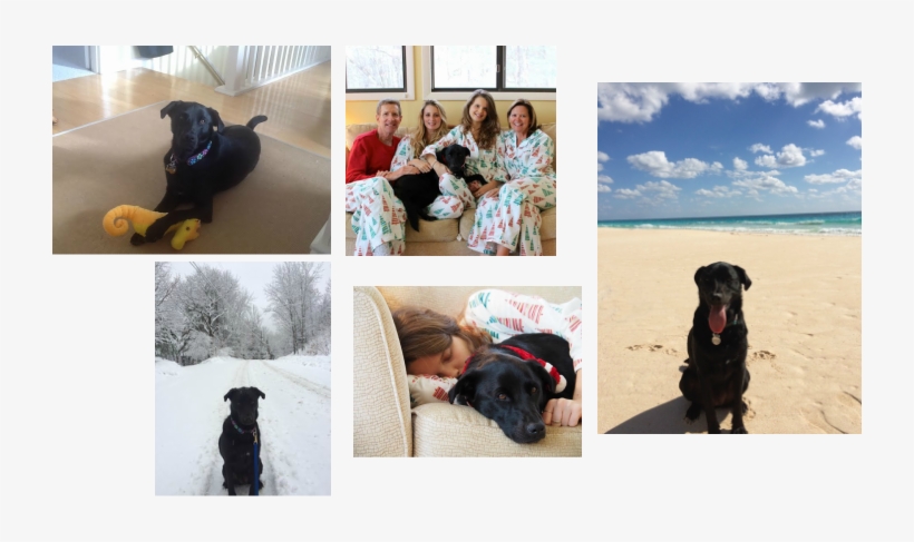 Don't Feel Sad For Her, Around The Holidays She Was - Jesse's Place Rescue Inc, transparent png download