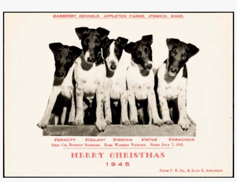 Barberry Kennels, Appleton Farms, Ipswich, Mass - Teddy Roosevelt Terrier, transparent png download