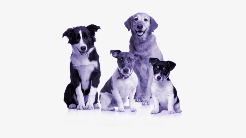 A Plan By Dogs - Dogs Calendar 2018: 16 Month Calendar, transparent png download