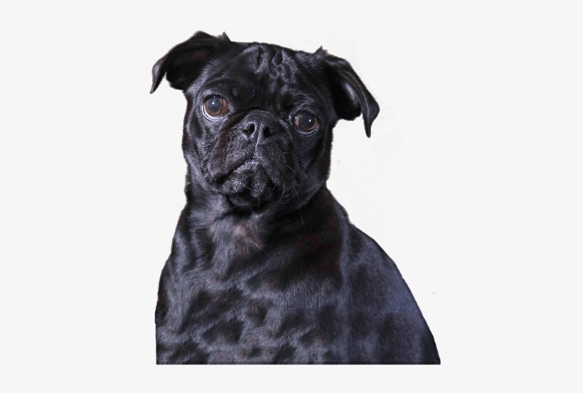 Our Mission - Pug, transparent png download