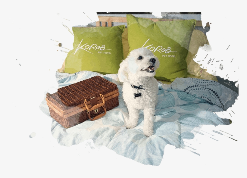 Dog Training - Art Museum, transparent png download