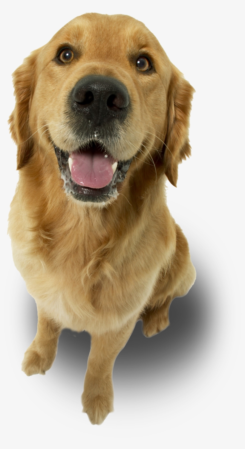 Dog - Love My Golden Retriever Ornament (oval), transparent png download