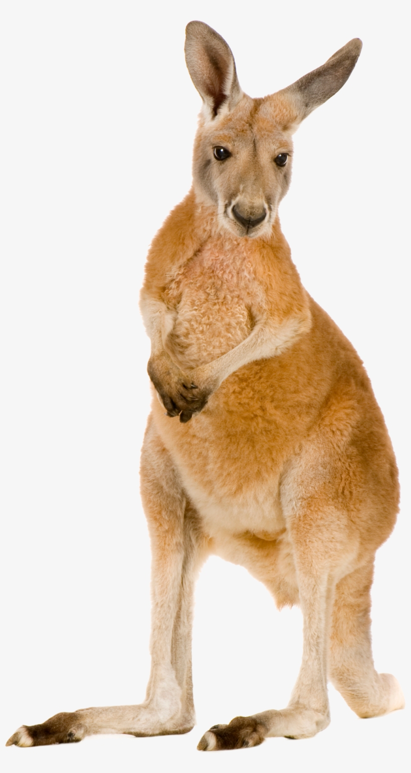 Not Only Are They Cute, But Marsupials Like Kangaroos - Kangaroo Png, transparent png download